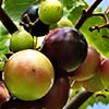 muscadine