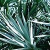 sawpalmetto