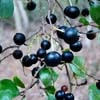 sparkleberry