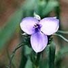 spiderwort